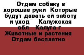 Отдам собаку в хорошие руки..Которые будут давать ей заботу и уход. - Калужская обл., Калуга г. Животные и растения » Отдам бесплатно   